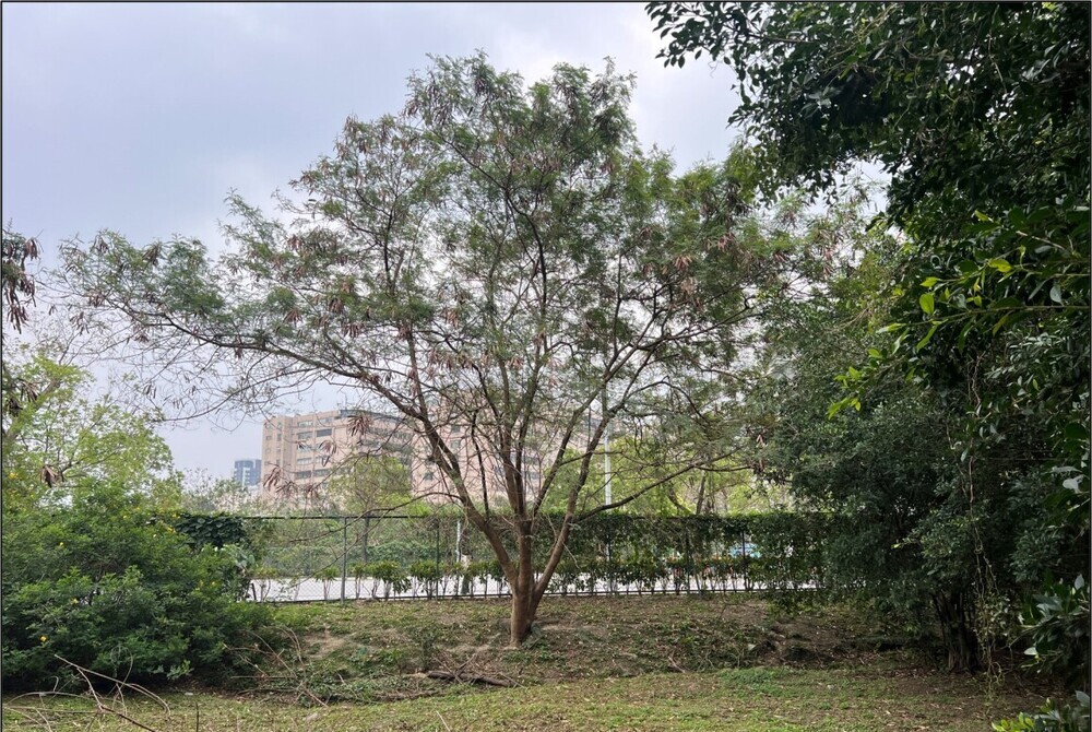 移除強勢外來種植物銀合歡 守護在地生物多樣性
